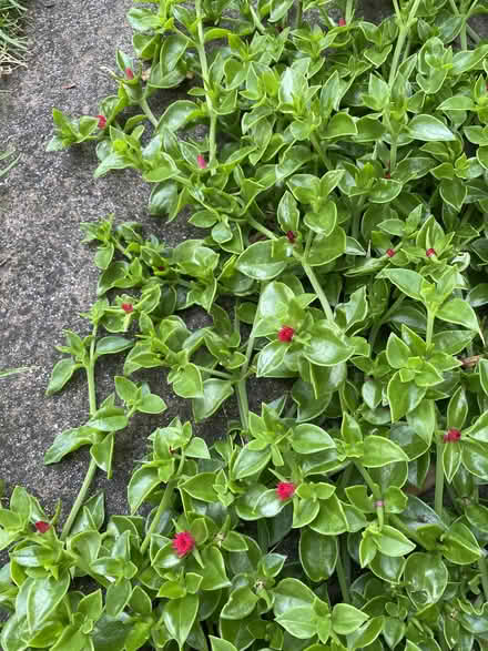 Photo of free Plant cuttings (Mentone) #2