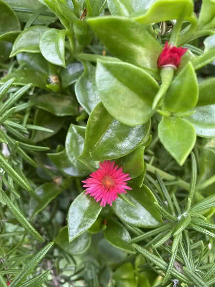 Photo of free Plant cuttings (Mentone) #1