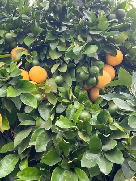 Photo of free grapefruit in Glendora (Glendora) #2