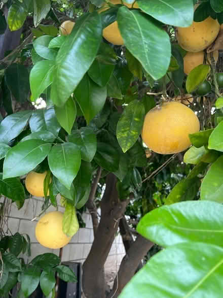 Photo of free grapefruit in Glendora (Glendora) #1