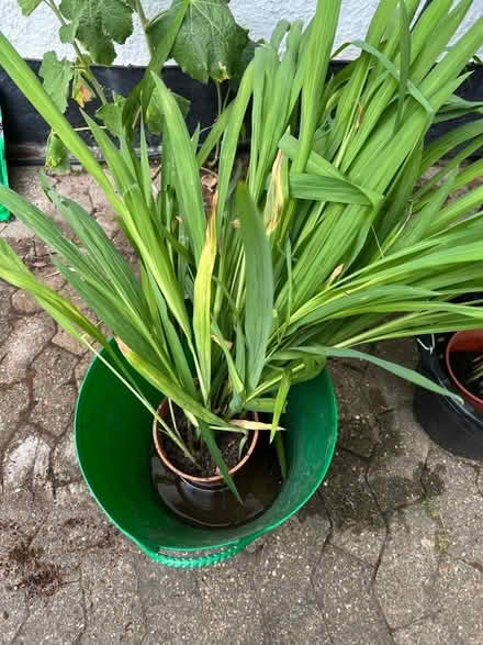 Photo of free Bucket of crocosmia (Ashford town) #1