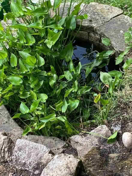 Photo of Pond liner (Speldhurst TN3) #1