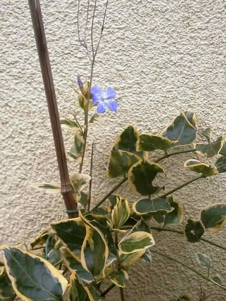Photo of free Periwinkles in a New Rock (Keresley Newlands CV7) #2