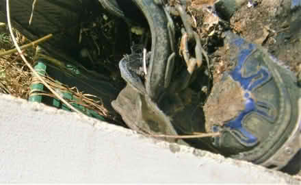 Photo of free Periwinkles in a New Rock (Keresley Newlands CV7) #1
