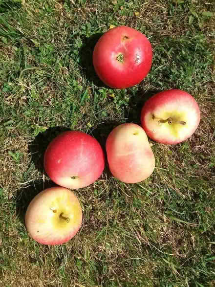 Photo of free Windfall apples all marked or pest damaged (Westbury Fields BS9) #1