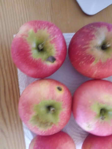 Photo of free Windfall apples all marked or pest damaged (Westbury Fields BS9) #2
