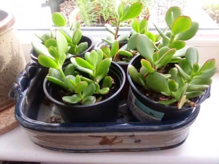 Photo of free Jade Plants (High Hurstwood TN22) #1