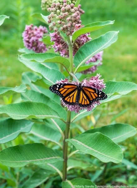 Photo of free Common milkweed seeds for monarchs (Bloomingdale) #1