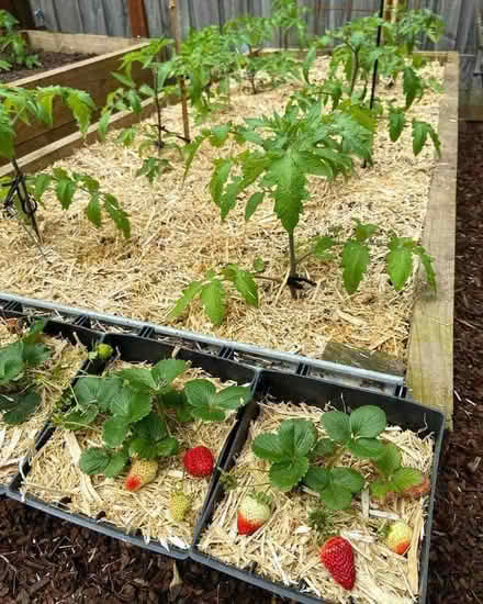 Photo of free Sawdust for urban gardens (Limehouse E14) #2