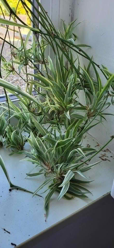 Photo of free Spider Plant Babies (Chatham ME4) #1