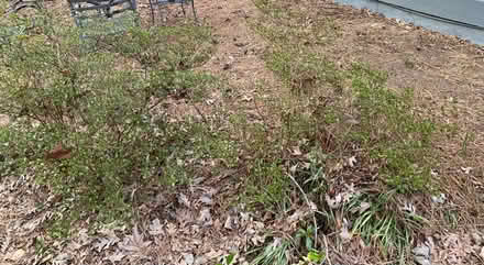 Photo of free 2 Azalea Bushes in ground (MLK J PKY & Old Chapel Hill Rd) #1