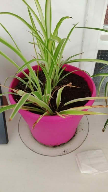 Photo of free Plants needing a new home (Warwick) #1