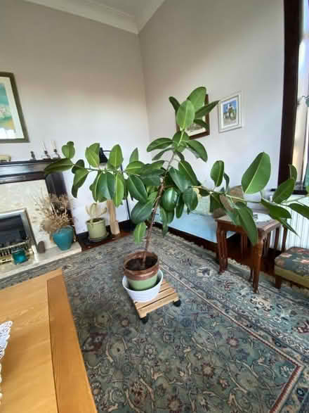 Photo of free Large Ficus Plant (Cathcart G44) #1