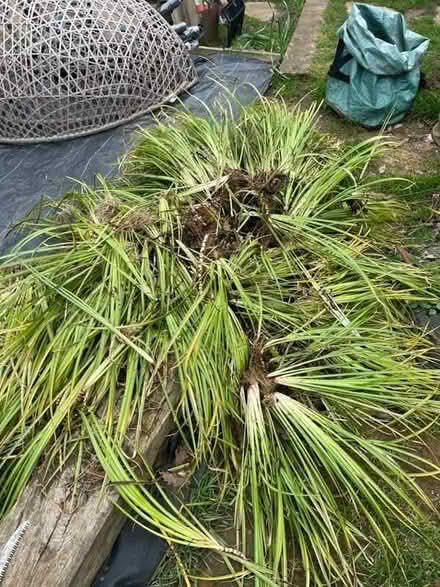 Photo of free Variegated Reeds (Godalming GU7) #3