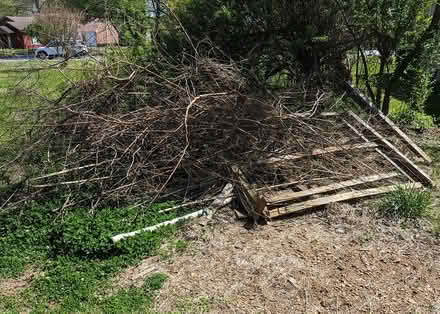 Photo of free Bonfire wood (Murfreesboro Downtown Square) #3