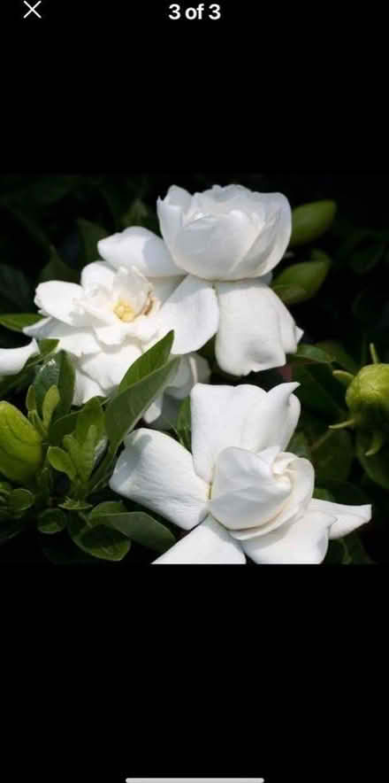 Photo of gardenia jasminoides (Didsbury M20) #1