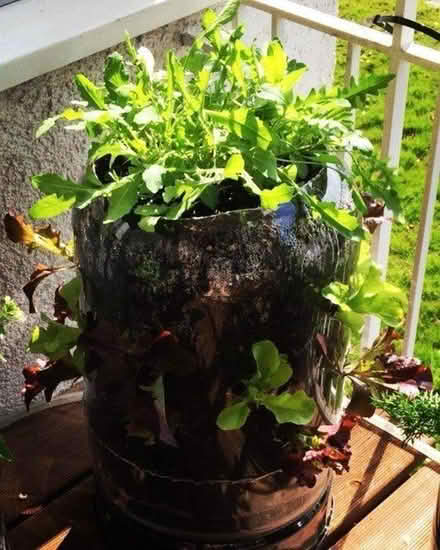 Photo of free Plastic beer kegs for upcycling (DH1) #4