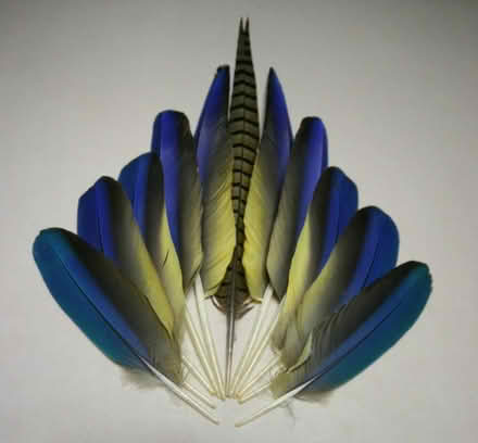 Photo of Large Bird or Parrot Feathers (Town n Country, Tampa) #1