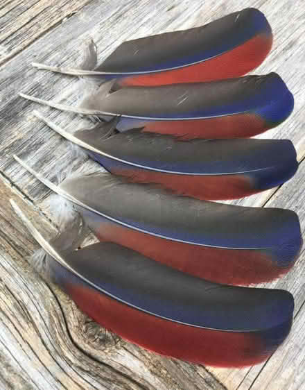 Photo of Large Bird or Parrot Feathers (Town n Country, Tampa) #2