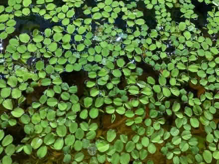 Photo of free Aquarium Water Lettuce (Salkeld Dykes CA11) #2