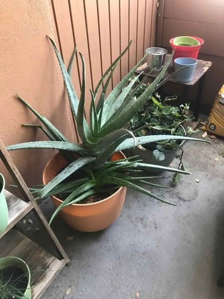 Photo of free Aloe plant (South Pasadena) #1