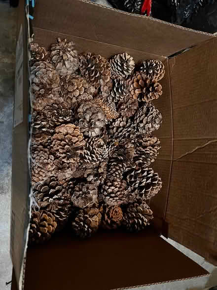 Photo of free Box of pine cones (Aurora) #1