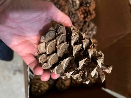 Photo of free Box of pine cones (Aurora) #2