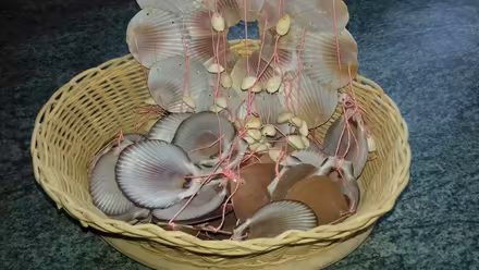 Photo of free Mobile made of shells (Ranton ST18) #1