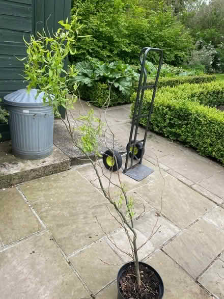 Photo of free Twisted willow (WR13 Berrow) #1
