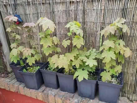 Photo of free 6 potted sycamores (Framwellgate Moor DH1) #1
