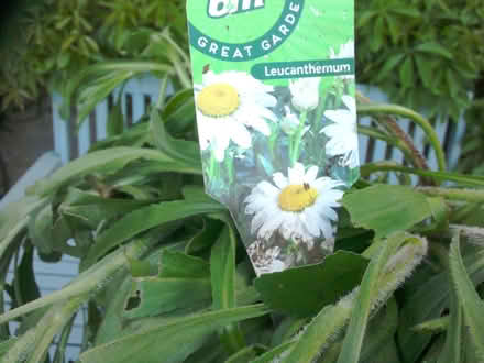 Photo of free Daisy Plants (BA11) #1
