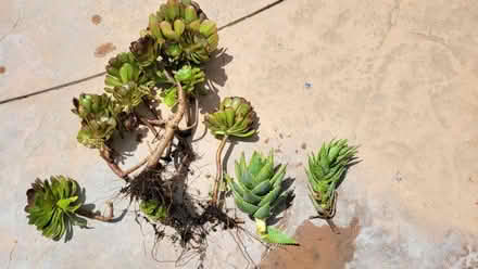 Photo of free Succulents (Valencia) #1