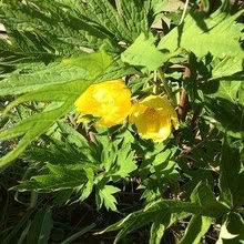 Photo of free Yellow Tree Peony Seeds (Morden SM4) #1