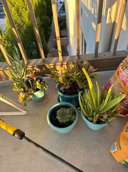 Photo of free 4 plants (Contra Costa Centre) #1