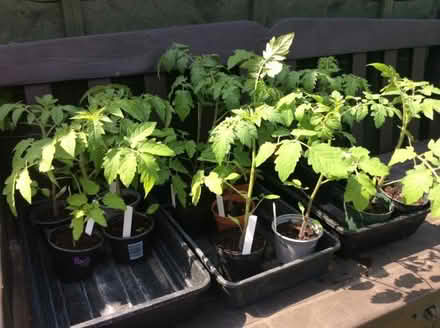 Photo of free Tomato plants (Barnet, Stirling Corner WD6) #1