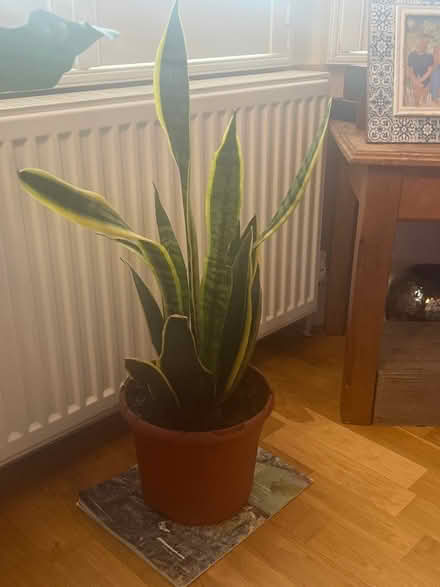 Photo of free Snake plant (Forest gate E7) #1