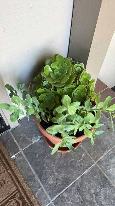 Photo of Succulent clippings (Pleasanton near Hopyard) #1