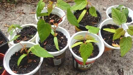 Photo of free Young trees (Ainsdale PR8) #1