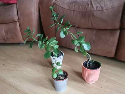 Photo of free 3 Indoor Plants (Westbury BA13) #1