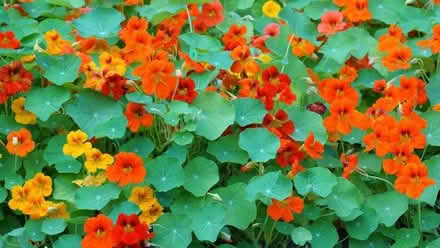 Photo of too many nasturtium seedlings (Newhaven EH6) #1