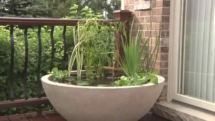Photo of Pond plants (GL4) #1