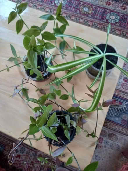 Photo of free House plants (Kittybrewster AB24) #1