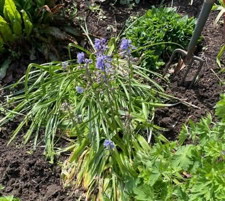 Photo of free Bluebell Bulbs (Cutteslowe OX2) #1