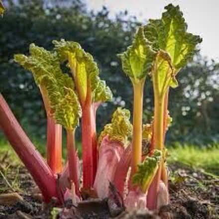 Photo of rhubarb (Blackburn Hamlet) #1