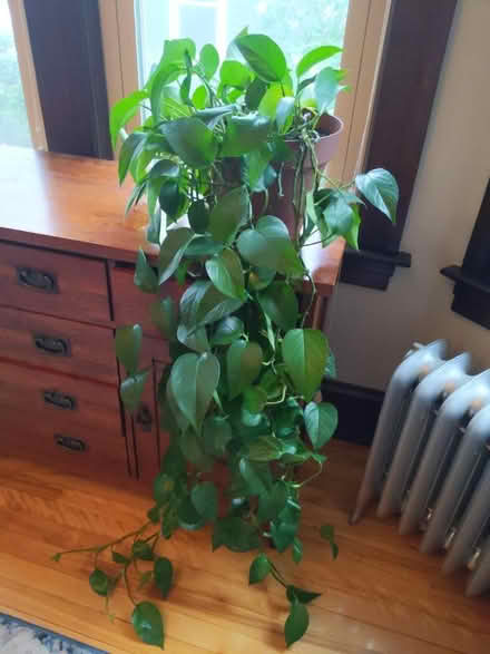 Photo of free Pothos plant (Worcester, 01606) #1