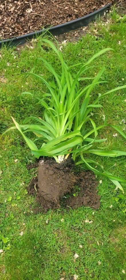 Photo of free Daylilies (Monclova, Ohio) #1