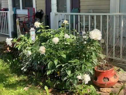Photo of Peony (Frederick , Maryland) #1