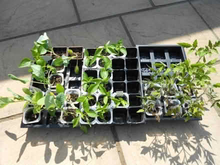 Photo of free Veg Plants Tomato, Pepper & Cauliflower (IP8) #1