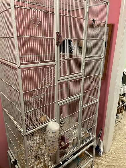 Photo of free 2 female chinchillas (Coventry) #2