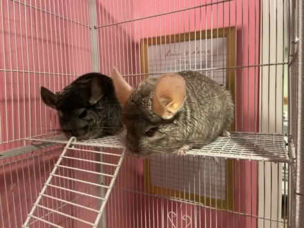 Photo of free 2 female chinchillas (Coventry) #1